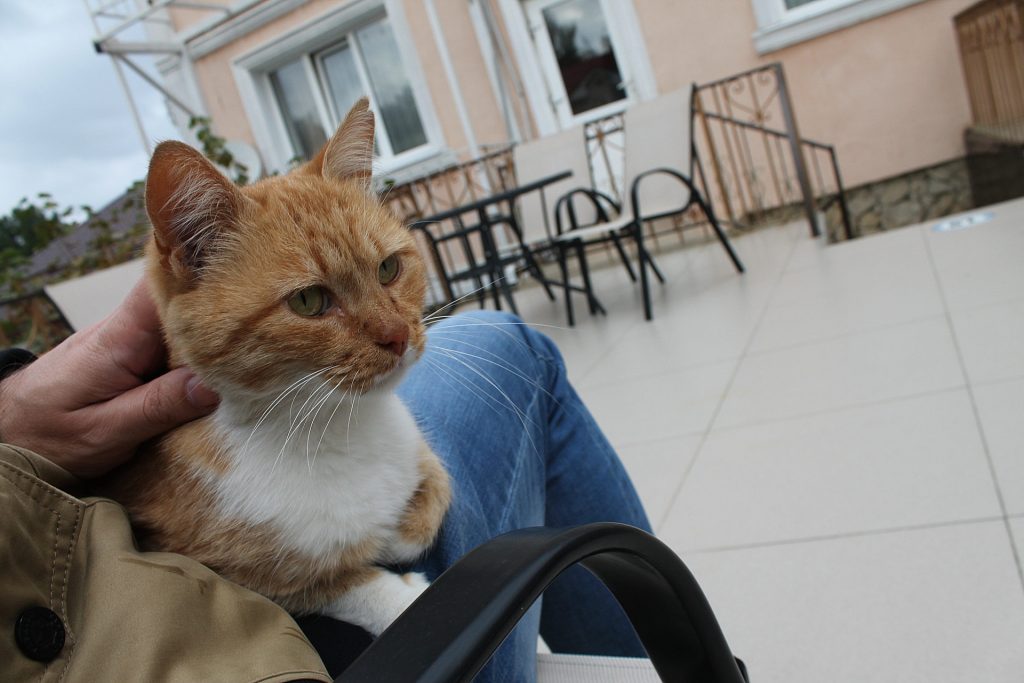 Сеанс кототерапии